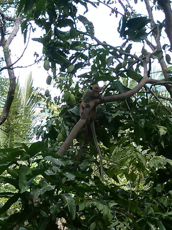 Green Earth Resort And Restaurant Dambulla Esterno foto