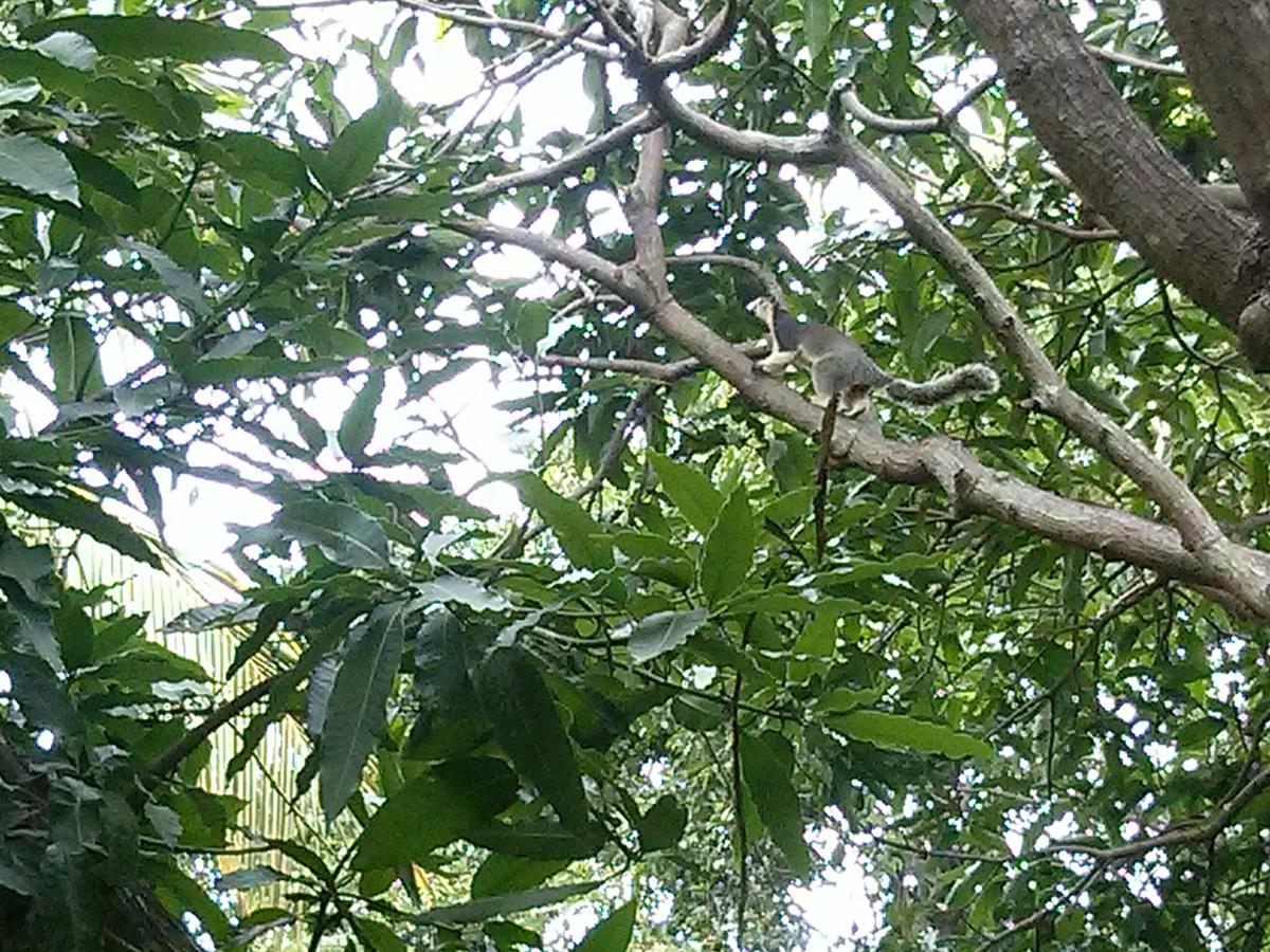 Green Earth Resort And Restaurant Dambulla Esterno foto